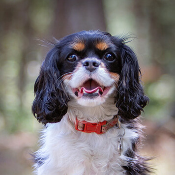 Portrait photo of Chloe the wonder dog in Lakewood, CO